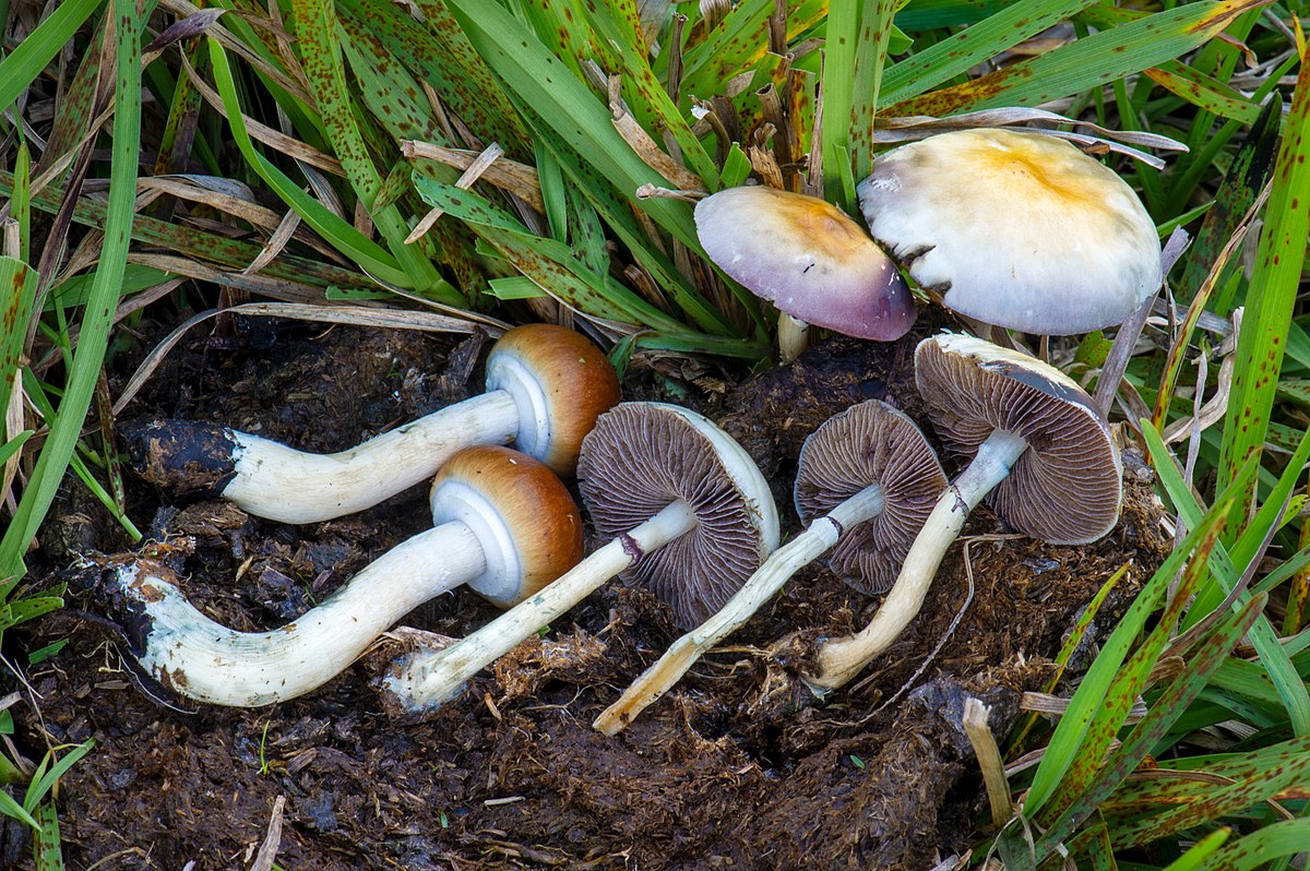 Psilocybe Cubensis Dried Pros and Cons and How to Eat Shrooms?