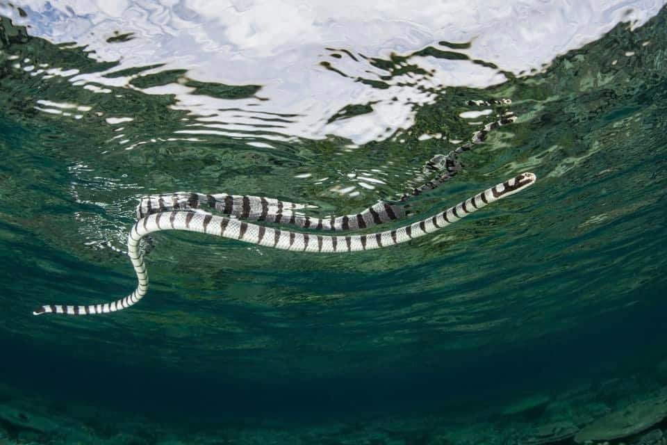 Can Snakes Bite Underwater